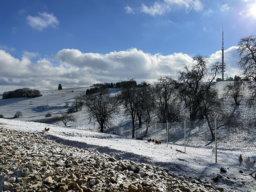 Auch im Winter haben unsere Hühner Freigang.